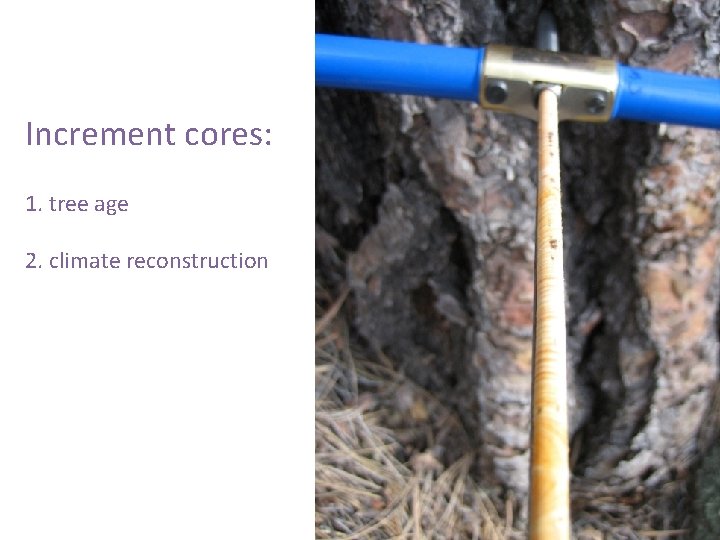 Increment cores: 1. tree age 2. climate reconstruction 