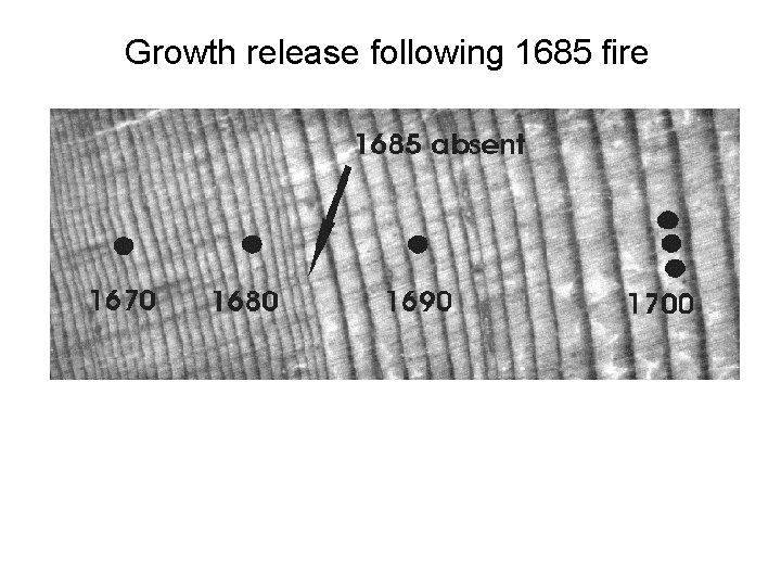 Growth release following 1685 fire 
