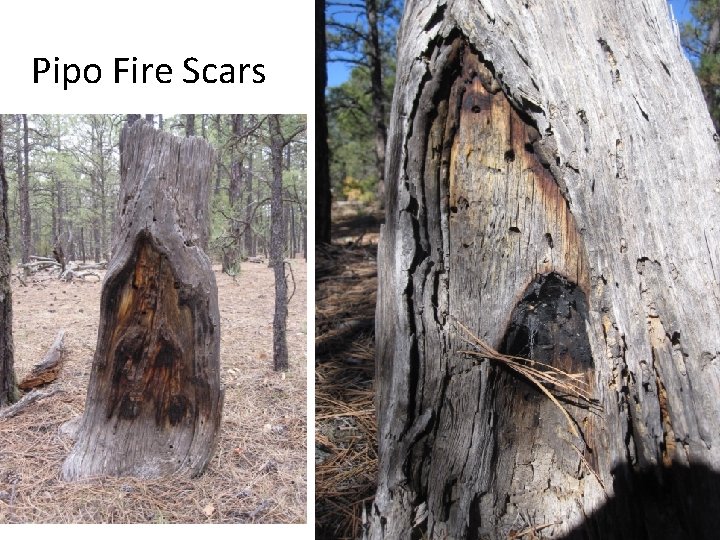 Pipo Fire Scars 