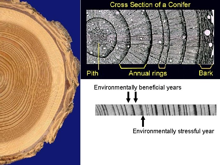 Environmentally beneficial years Environmentally stressful year 