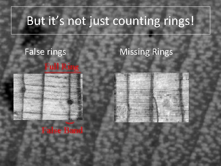 But it’s not just counting rings! False rings Missing Rings 