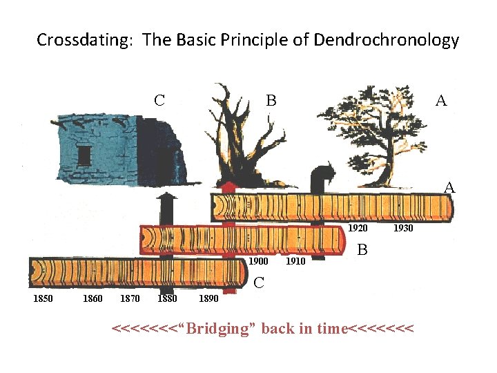 Crossdating: The Basic Principle of Dendrochronology C B A A 1920 1900 1910 1930