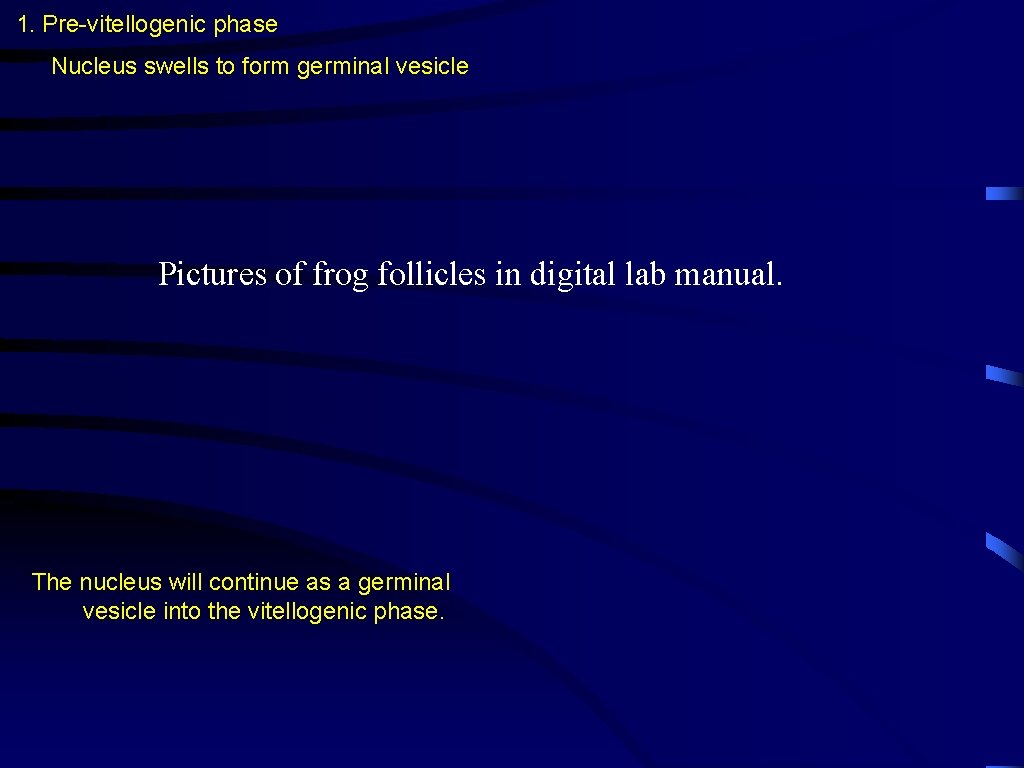 1. Pre-vitellogenic phase Nucleus swells to form germinal vesicle Pictures of frog follicles in