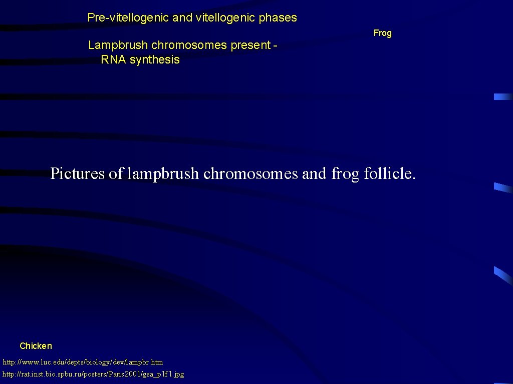 Pre-vitellogenic and vitellogenic phases Frog Lampbrush chromosomes present RNA synthesis Pictures of lampbrush chromosomes