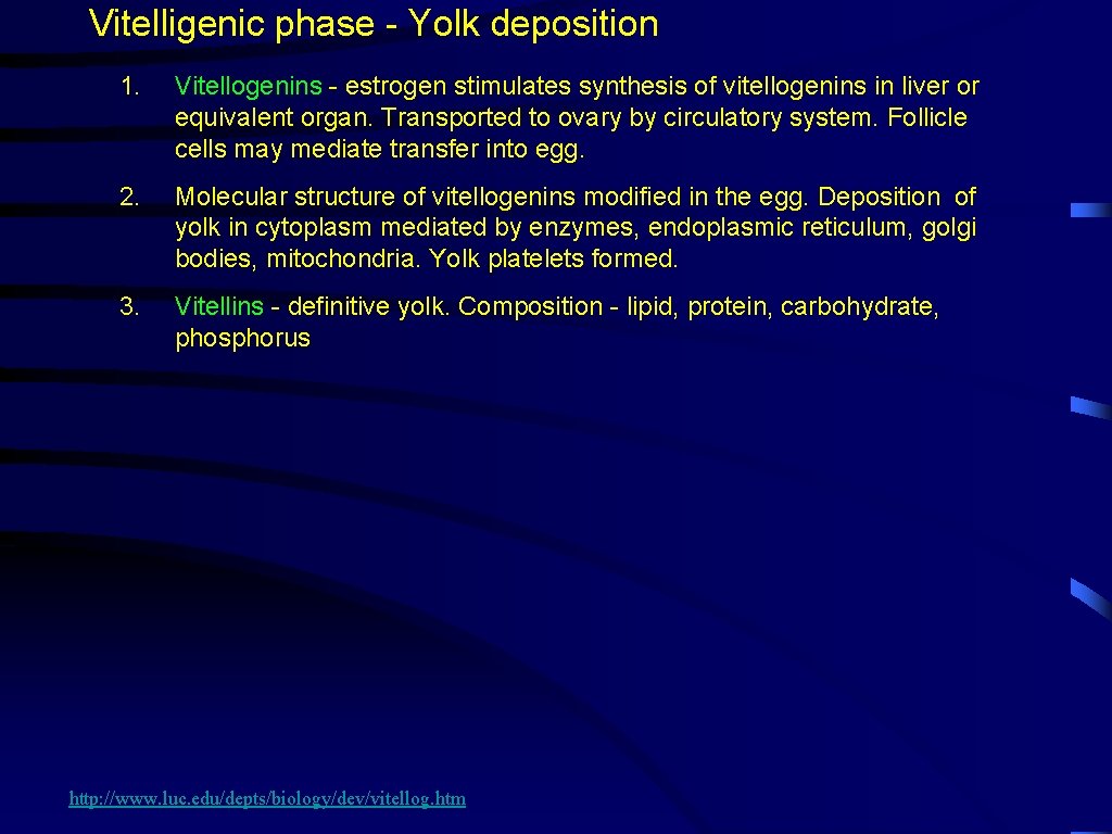 Vitelligenic phase - Yolk deposition 1. Vitellogenins - estrogen stimulates synthesis of vitellogenins in