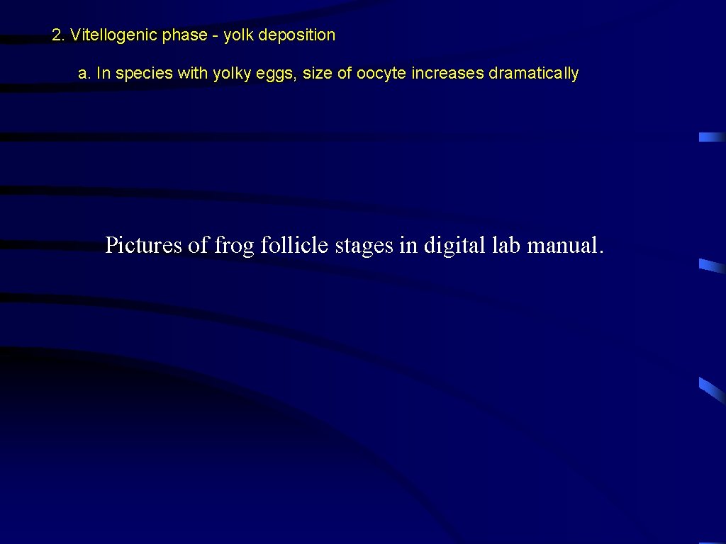 2. Vitellogenic phase - yolk deposition a. In species with yolky eggs, size of