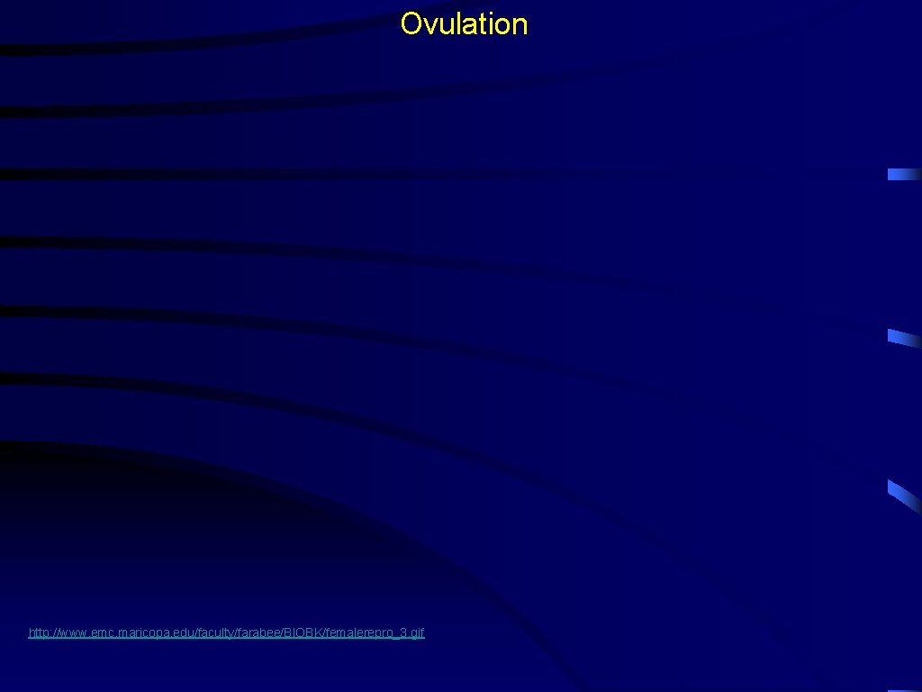 Ovulation http: //www. emc. maricopa. edu/faculty/farabee/BIOBK/femalerepro_3. gif 