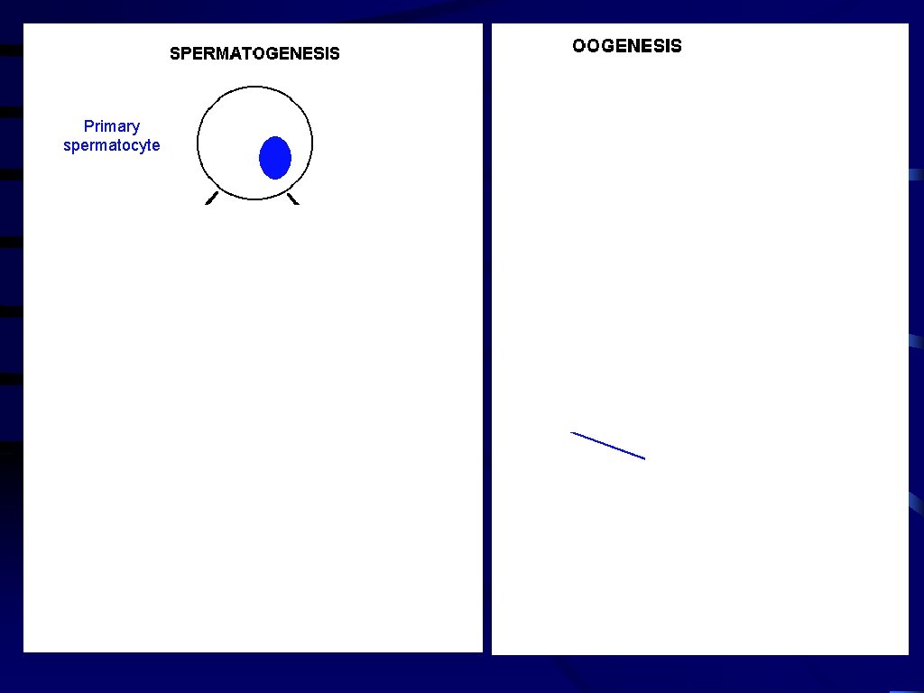 Primary oocyte Primary spermatocyte Meiosis I Secondary spermatocytes Secondary oocyte Meiosis II Spermatids Polar