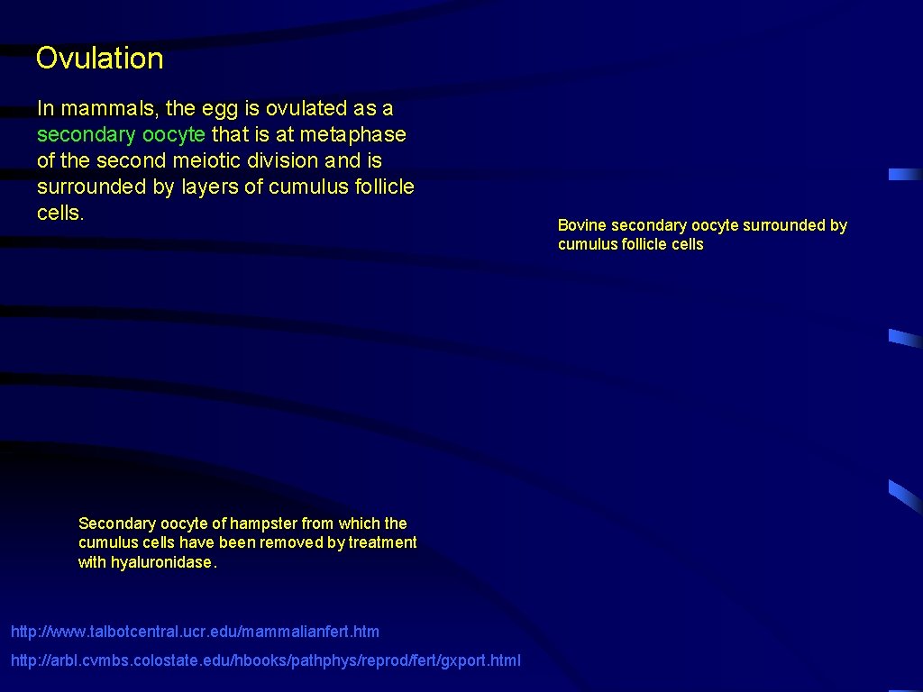 Ovulation In mammals, the egg is ovulated as a secondary oocyte that is at