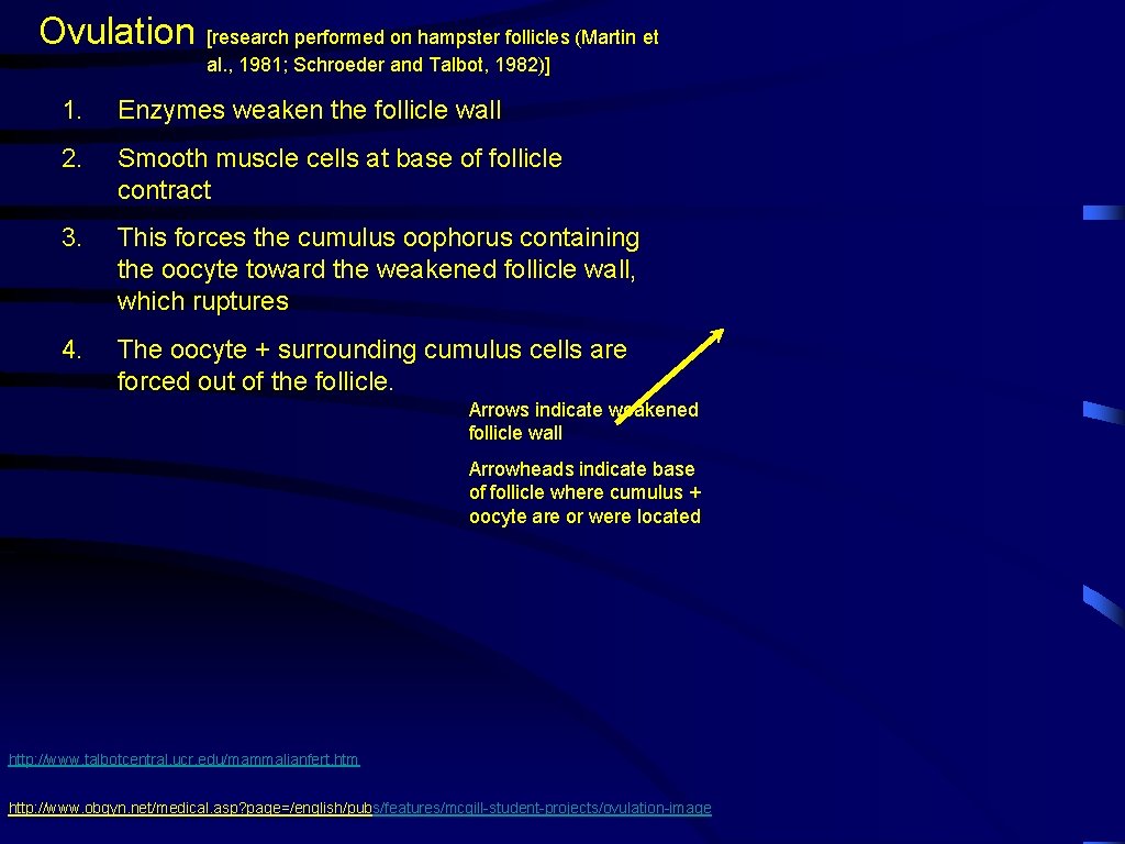 Ovulation [research performed on hampster follicles (Martin et al. , 1981; Schroeder and Talbot,