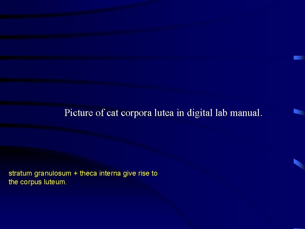 Picture of cat corpora lutea in digital lab manual. stratum granulosum + theca interna