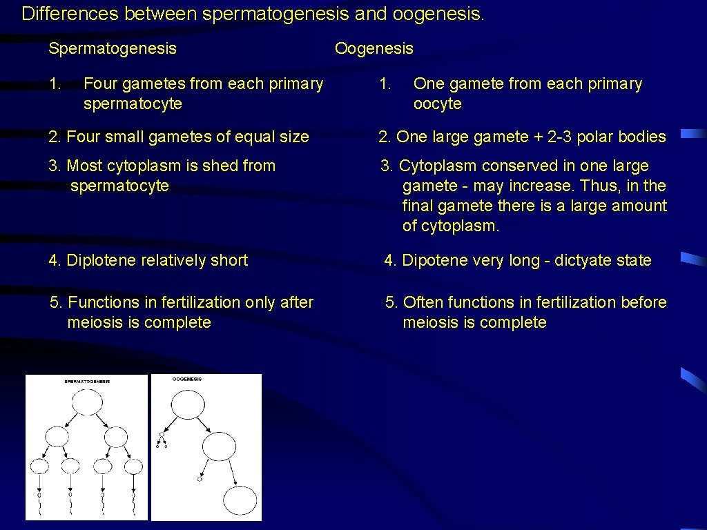 Differences between spermatogenesis and oogenesis. Spermatogenesis 1. Four gametes from each primary spermatocyte Oogenesis