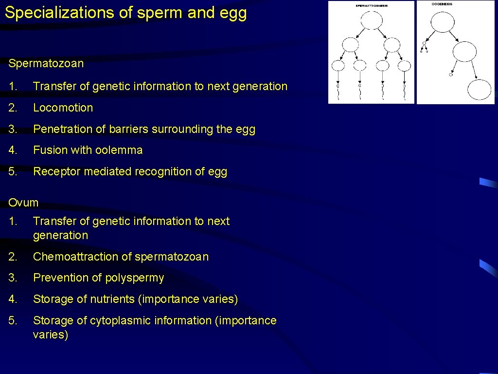 Specializations of sperm and egg Spermatozoan 1. Transfer of genetic information to next generation