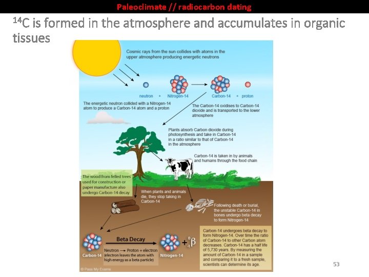 Paleoclimate // radiocarbon dating 14 C is formed in the atmosphere and accumulates in