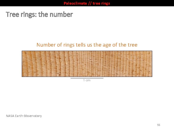 Paleoclimate // tree rings Tree rings: the number Number of rings tells us the