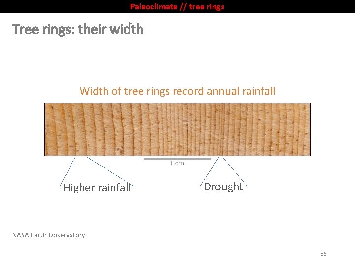 Paleoclimate // tree rings Tree rings: their width Width of tree rings record annual