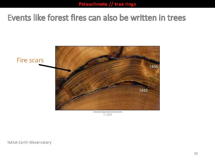 Paleoclimate // tree rings Events like forest fires can also be written in trees