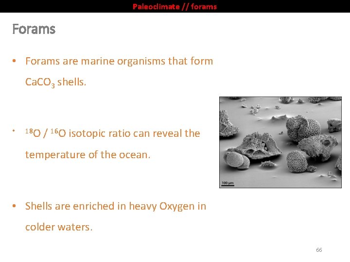 Paleoclimate // forams Forams • Forams are marine organisms that form Ca. CO 3