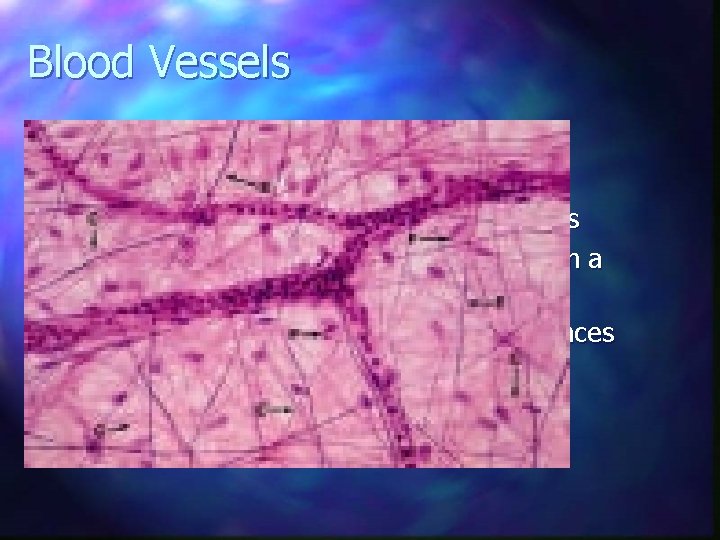 Blood Vessels n Capillaries Wall single cell thick n Allows exchange of soluble substances