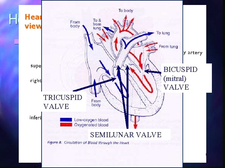 Heart external view n Double pump Right side – pumps to lungs (pulmonary circulation)