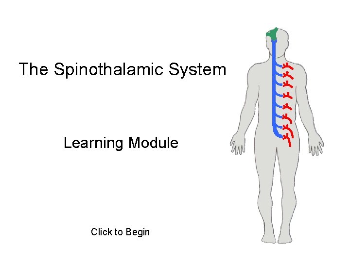 The Spinothalamic System Learning Module Click to Begin 