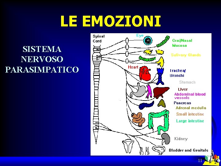 LE EMOZIONI SISTEMA NERVOSO PARASIMPATICO 11 