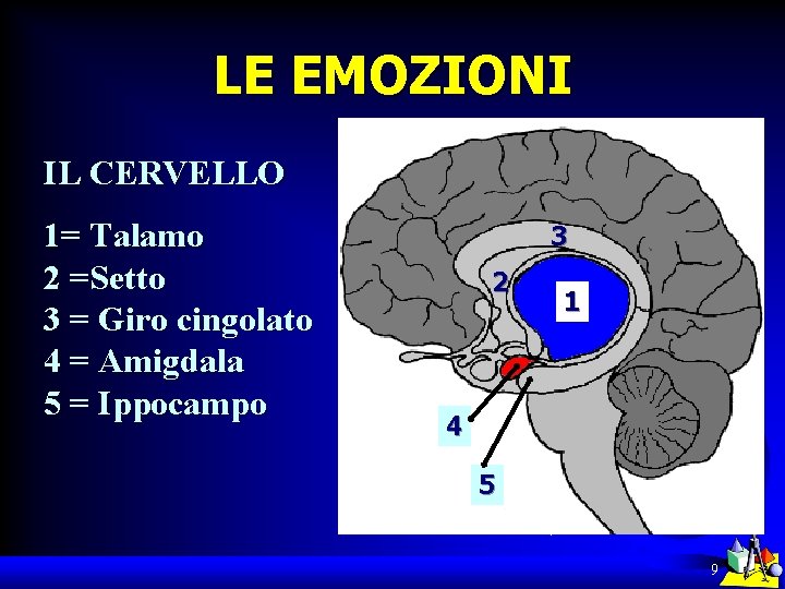 LE EMOZIONI IL CERVELLO 1= Talamo 2 =Setto 3 = Giro cingolato 4 =