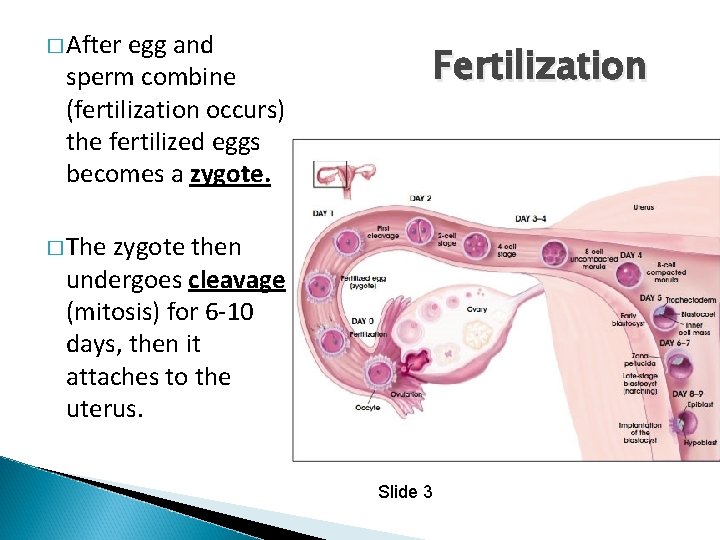 � After egg and sperm combine (fertilization occurs) the fertilized eggs becomes a zygote.