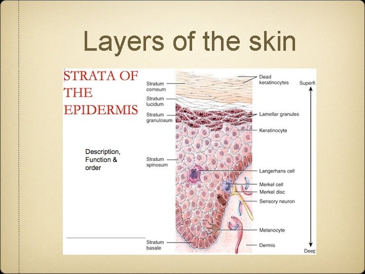 Layers of the skin 