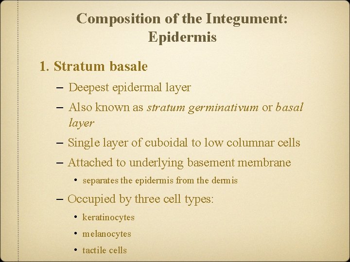 Composition of the Integument: Epidermis 1. Stratum basale – Deepest epidermal layer – Also