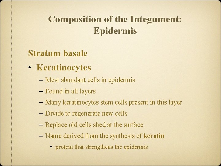 Composition of the Integument: Epidermis Stratum basale • Keratinocytes – Most abundant cells in