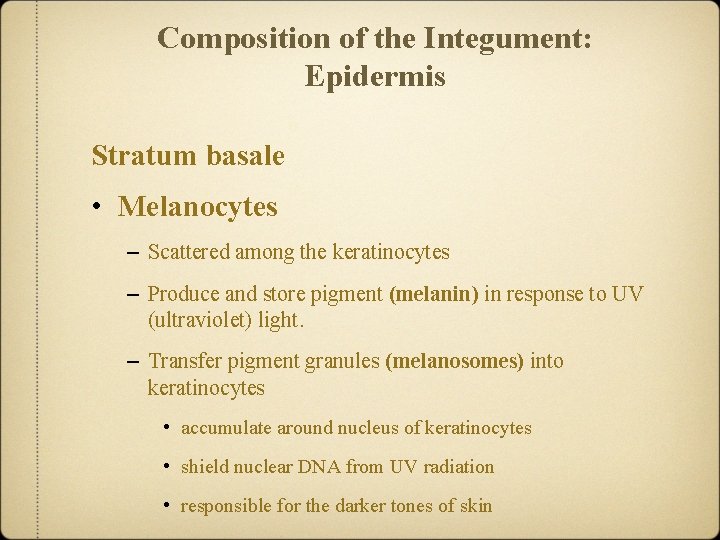 Composition of the Integument: Epidermis Stratum basale • Melanocytes – Scattered among the keratinocytes