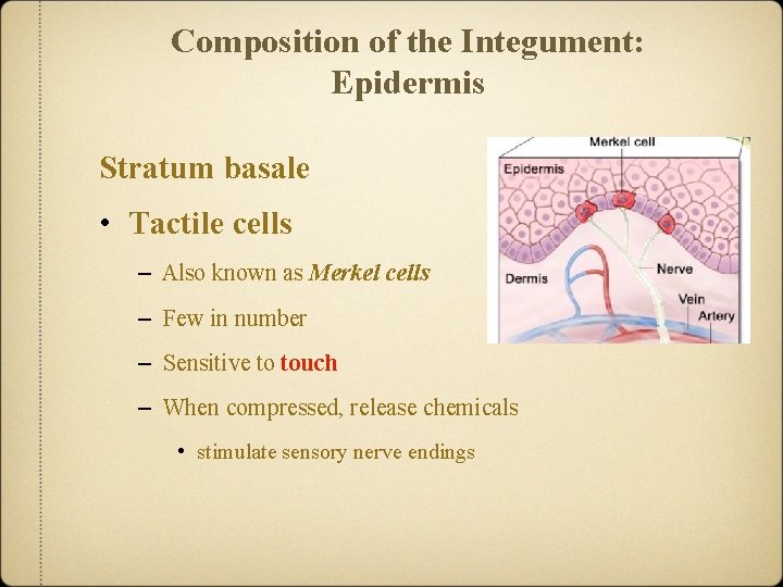 Composition of the Integument: Epidermis Stratum basale • Tactile cells – Also known as