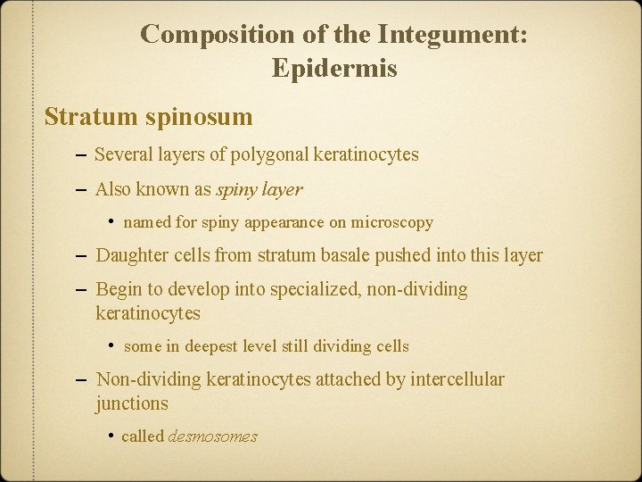 Composition of the Integument: Epidermis Stratum spinosum – Several layers of polygonal keratinocytes –