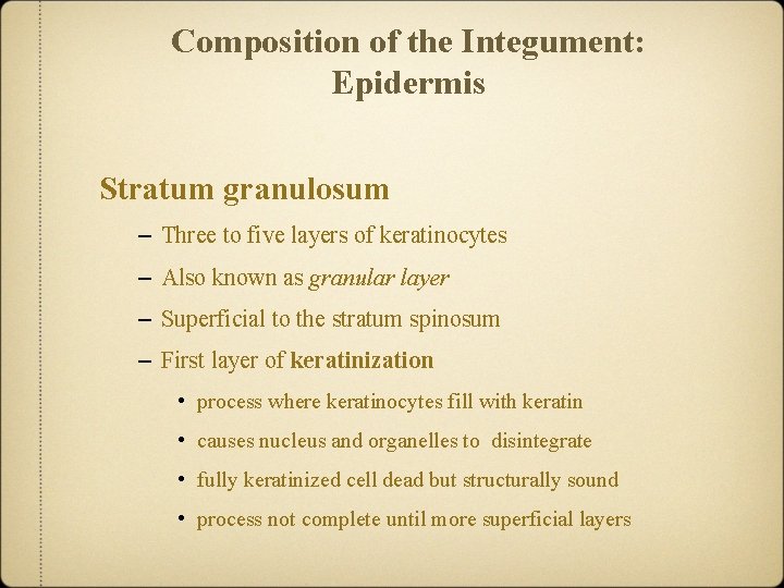 Composition of the Integument: Epidermis Stratum granulosum – Three to five layers of keratinocytes