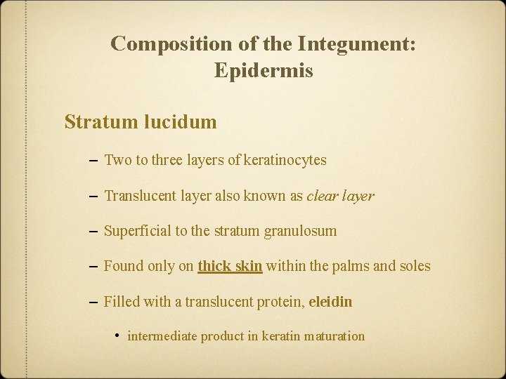 Composition of the Integument: Epidermis Stratum lucidum – Two to three layers of keratinocytes