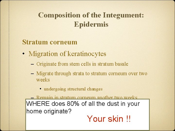 Composition of the Integument: Epidermis Stratum corneum • Migration of keratinocytes – Originate from