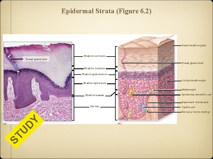 Epidermal Strata (Figure 6. 2) Dead keratinocytes Stratum corneum Sweat gland duct Stratum lucidum