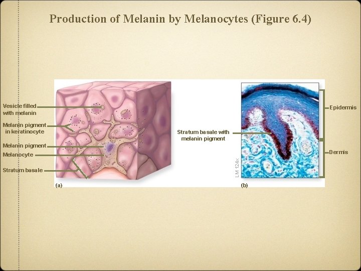 Production of Melanin by Melanocytes (Figure 6. 4) Vesicle filled with melanin Epidermis Melanin