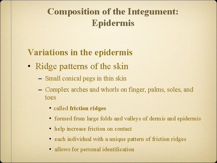 Composition of the Integument: Epidermis Variations in the epidermis • Ridge patterns of the