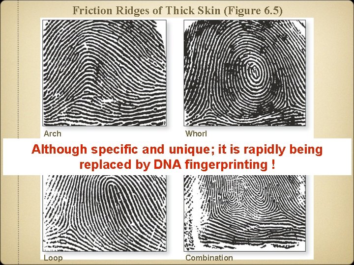 Friction Ridges of Thick Skin (Figure 6. 5) Arch Whorl Although specific and unique;