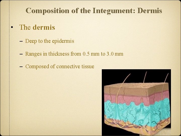 Composition of the Integument: Dermis • The dermis – Deep to the epidermis –