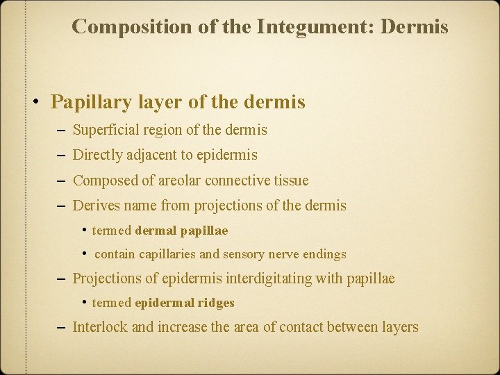 Composition of the Integument: Dermis • Papillary layer of the dermis – Superficial region