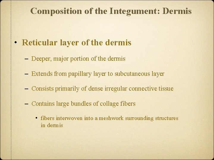 Composition of the Integument: Dermis • Reticular layer of the dermis – Deeper, major