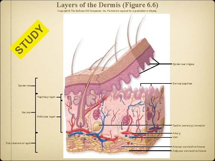 Layers of the Dermis (Figure 6. 6) ST U D Y Copyright © The