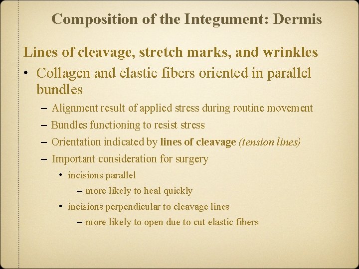 Composition of the Integument: Dermis Lines of cleavage, stretch marks, and wrinkles • Collagen