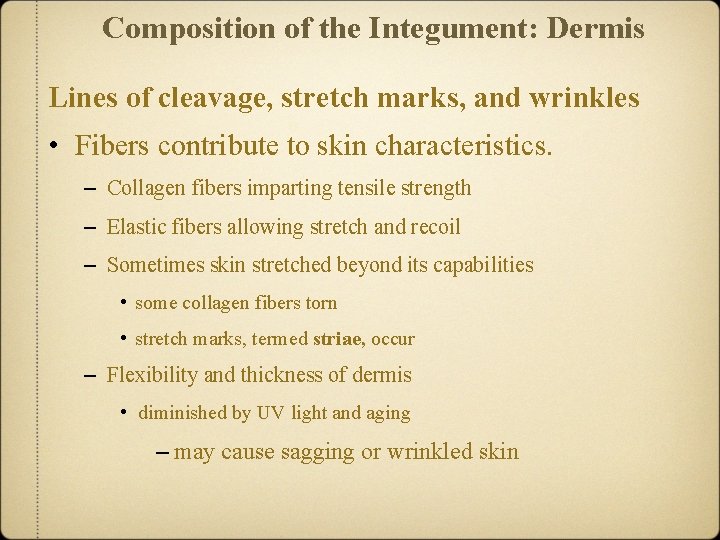 Composition of the Integument: Dermis Lines of cleavage, stretch marks, and wrinkles • Fibers