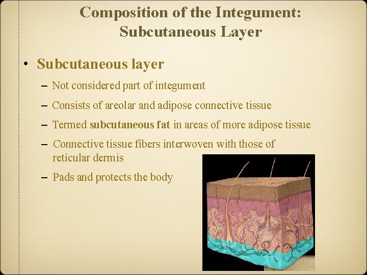 Composition of the Integument: Subcutaneous Layer • Subcutaneous layer – Not considered part of