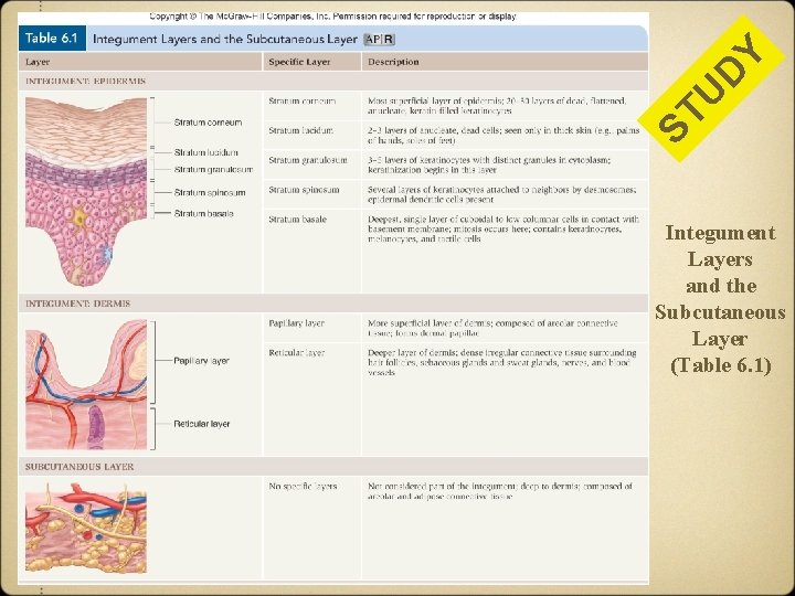 Y D ST U Integument Layers and the Subcutaneous Layer (Table 6. 1) 