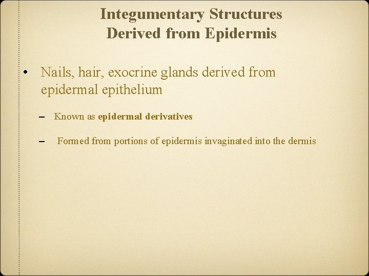 Integumentary Structures Derived from Epidermis • Nails, hair, exocrine glands derived from epidermal epithelium